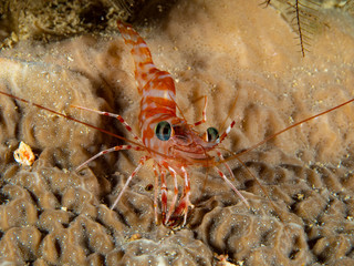Unterwasserwelt von Christmas Island