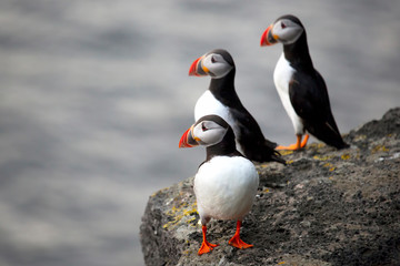 Three birds puffins sitting on a cliff of Iceland.