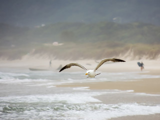 A seagull flying over the surf of the beach with spread wings and a background composed of a green hill and a woman surfer on the sand with a bodyboard