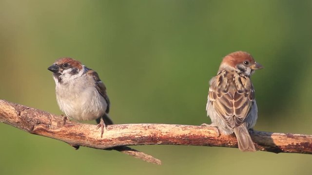 cute funny sparrows are jumping on a branch