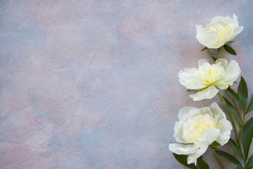 Fototapeta na wymiar Three white peonies against a background of colored plaster and space for text.