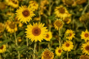 Blossom of sunflower in the field. Sunflower is an oilseed crop.