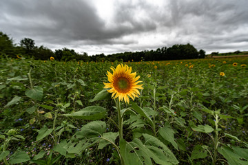 Aufgeblühte Sonnenblume auf dem Feld