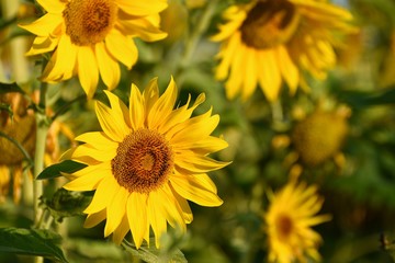 A surface of blossoming yellow sunflowers in the field. Organic sunflower crop cultivation.