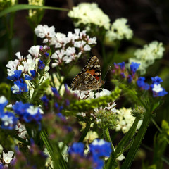Painted Lady butterfly (Vanessa Cardui), wings opened, feeding pollen, collects nekrar from white and blue flowers (Limonium). Butterfly with wings, top view, summertime background