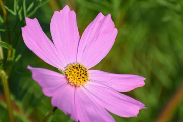The background of purple cosmos flower. Close-up photo.