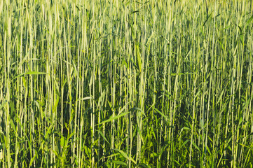 Abstract wheat field texture. meadow nature background