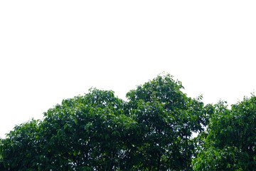 Tropical plants on white isolated background for green foliage backdrop