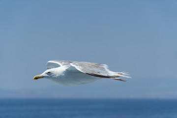 seagull in flight