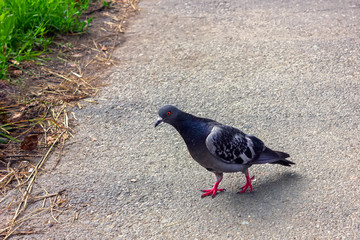 Pigeon walking on a paved path in the park. City bird pigeon walking along the gray paving slab at sunny summer day.
