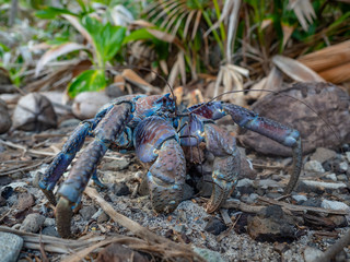 Crabs of Christmas Island