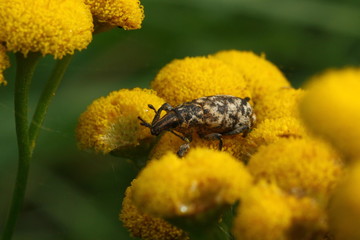 ryjkowiec