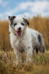 Border collie puppy in a stubblefield