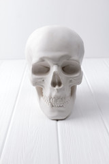 Gypsum human skull at white wooden table.