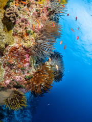 Naklejka na ściany i meble Korallen und Fische aus Christmas Island