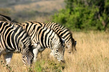 Fototapeta na wymiar zebra eating grass in Kruger National park, South Africa