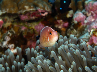 Naklejka na ściany i meble Unterwasserwelt von Christmas Island
