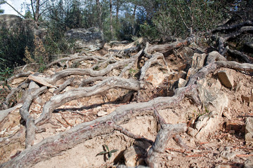 raices de árbol en la tierra