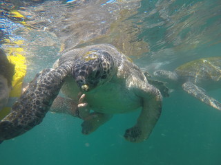 Fototapeta premium swimming in the sea