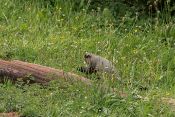 brazza monkeys enjoying their enclosure