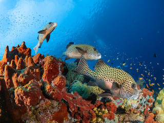 Korallen und Fische Süd Ost Asiens