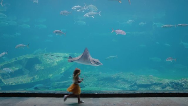 little girl in aquarium looking at stingray swimming in tank curious child watching marine animals in oceanarium having fun learning about sea life in aquatic habitat