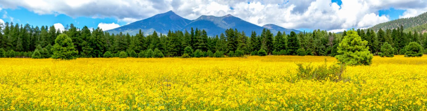 Flowers and Mountains. Mexican Sunflower Field in Flagstaff Arizona Panoramic