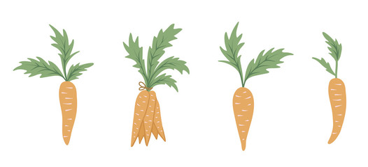 Vector set of cartoon style carrots. Flat simple illustration with root vegetables. Clip art for children’s design..