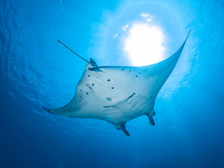 Big Fish at the Tubbataha Reef in the Philippines