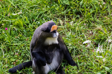 brazza monkeys enjoying their enclosure