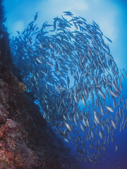 Fototapeta na wymiar Fische und Korallen Christmas Island