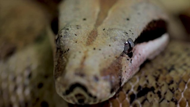 Beautiful exotic animal close up of snake portrait. large snake head close up. Sinister cold blooded predator snake. Front view of scary snake. 