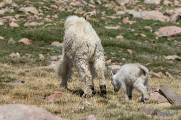 Mountain Goat Nanny and Cute Kid