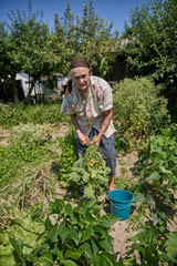 Senior woman in the vegetable garden