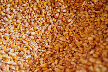 Closeup of corn