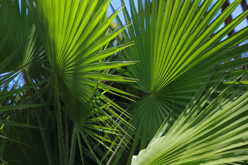 Obraz na płótnie Canvas Beautiful palm leaves against the blue sky