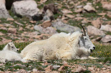 Mountain Goat Nanny and Cute Kid