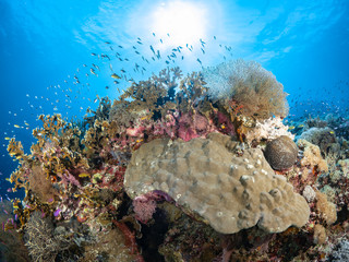Fototapeta na wymiar Korallen und Fische Süd Ost Asiens