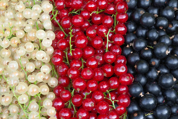 White, red and black currants. Top view. Close up.Concept of berry background, texture, the cultivation of different varieties and types of berries.