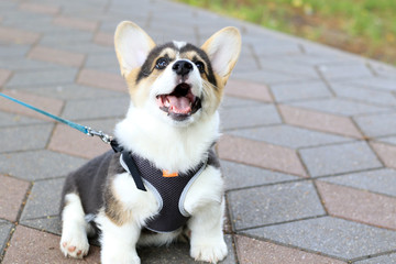 3 month old welsh corgi puppy boy