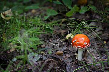 Amanita in the forest.