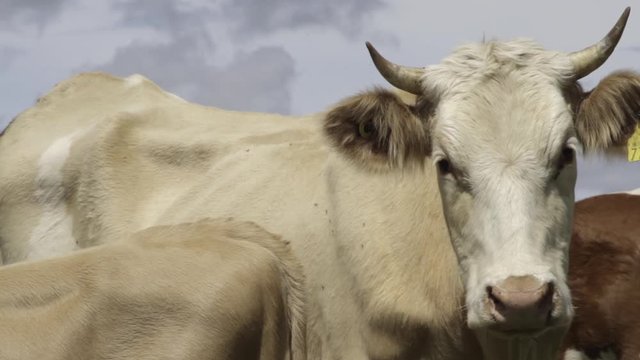 Ganado engorda bovino en granja charol&aacute;is pastando vacas leche carne