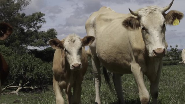 Ganado engorda bovino en granja charol&aacute;is pastando vacas leche carne