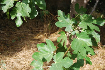 Obraz premium Fig Tree and Hay Floor