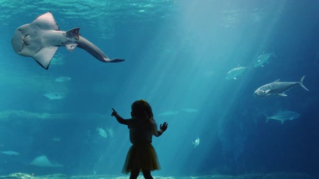 little girl in aquarium looking at fish swimming with marine animals in tank curious child watching sea life in oceanarium
