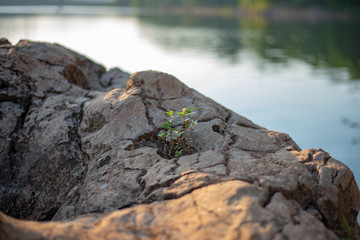 plant growing in the rock