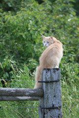 Farm Cat Sitting on Fence Post Looking Over Shoulder