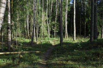 Fototapeta na wymiar Peaceful forest with path in Norway. Symbol of decision making of destiny