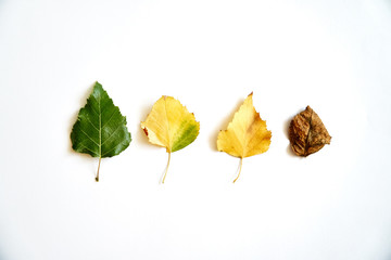 Fototapeta premium Aging leaves in progress, life cycle. Autumn arrives - september october. Isolated