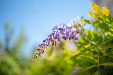 Wisteria Floribunda